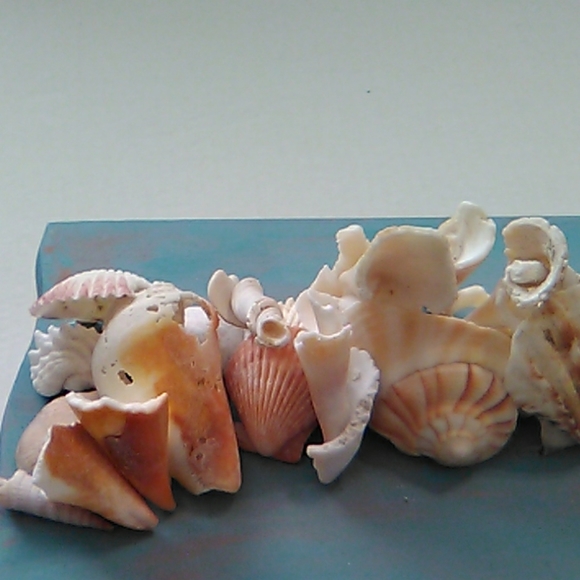 Hand made wooden shell box - Picture 5 of 8